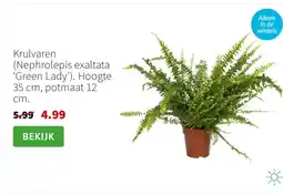 Intratuin Krulvaren Nephrolepis exaltata Green Lady aanbieding