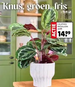 Intratuin Calathea medallion aanbieding