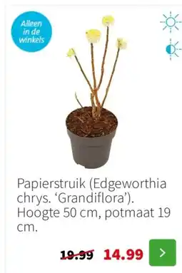 Intratuin Papierstruik Edgeworthia chrys. Grandiflora aanbieding