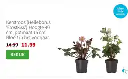Intratuin Kerstroos Helleborus Frostkiss aanbieding