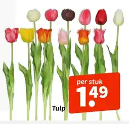 Wibra Tulp aanbieding