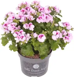 Intratuin Franse Geranium (Pelargonium grandiflorum 'Angel') D 12 H 15 cm aanbieding
