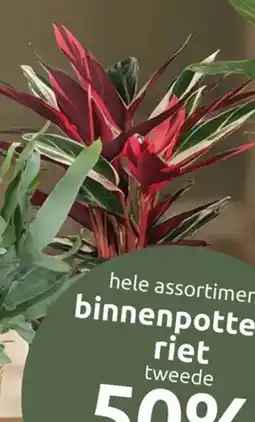 Deka Tuin Calathea mix aanbieding