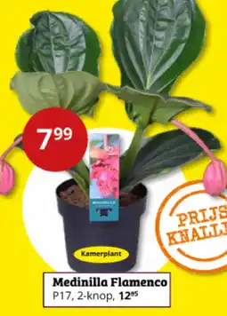 Tuinland Medinilla Flamenco aanbieding