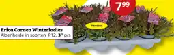 Tuinland Erica Carnea Winterladies aanbieding