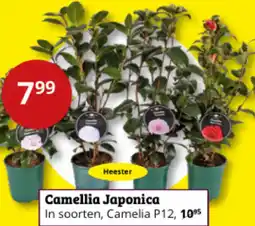Tuinland Camellia Japonica aanbieding