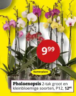Tuinland Phalaenopsis aanbieding