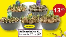 Tuinland Bollenschalen XL aanbieding