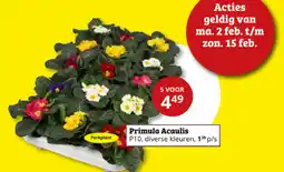 Tuinland Primula Acaulis aanbieding