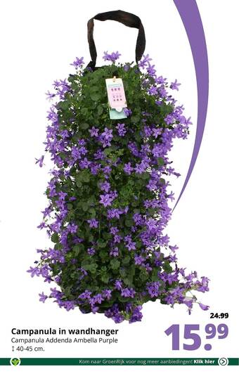 GroenRijk Campanula in wandhanger campanula addenda ambella purple ↕ 40-45 cm aanbieding