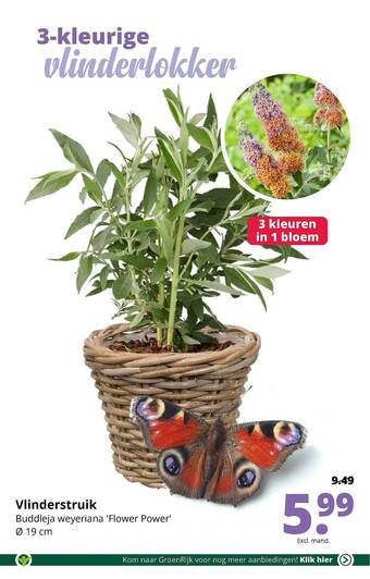 GroenRijk Vlinderstruik buddleja weyeriana 'flower power' aanbieding