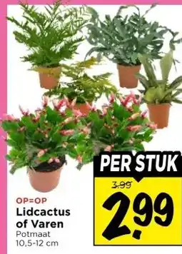 Vomar Voordeelmarkt Lidcactus of Varen aanbieding