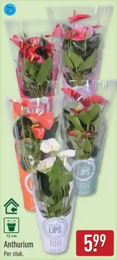 ALDI Anthurium aanbieding
