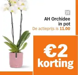 Albert Heijn AH Orchidee in pot aanbieding