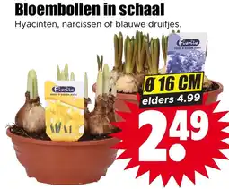 Dirk Home & Garden Bulbs aanbieding