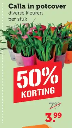 Coop Calla in potcover aanbieding
