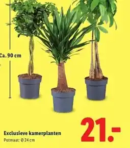 Lidl Exclusieve kamerplanten aanbieding