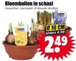 Dirk Bloembollen in schaal aanbieding