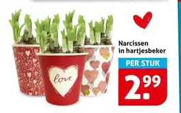 Hoogvliet Narcissen in hartjesbeker aanbieding