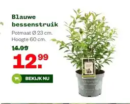 Welkoop Blauwe bessenstruik aanbieding