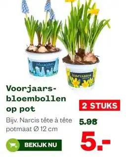 Welkoop Voorjaars- bloembollen op pot aanbieding