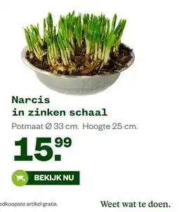 Welkoop Narcis in zinken schaal aanbieding