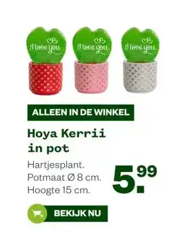 Welkoop Hoya Kerrii in pot aanbieding