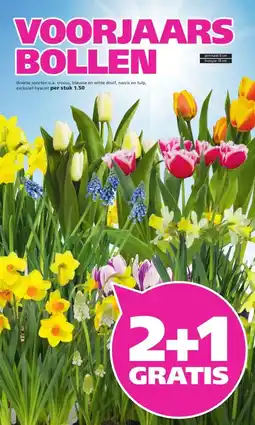 Ranzijn VOORJAARS BOLLEN aanbieding