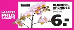 Ranzijn VLINDER- ORCHIDEE aanbieding
