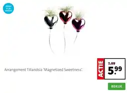 Intratuin Arrangement Tillandsia ‘Magnetized Sweetness’. aanbieding