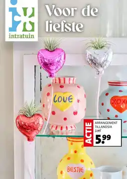Intratuin ARRANGEMENT TILLANDSIA aanbieding