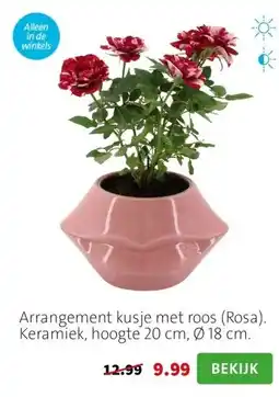 Intratuin Arrangement kusje met roos (Rosa). Keramiek, hoogte 20 cm, Ø 18 cm. aanbieding
