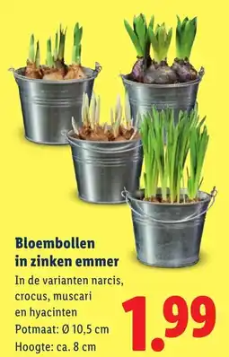 Lidl Bloembollen in zinken emmer aanbieding