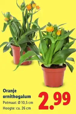 Lidl Oranje ornithogalum aanbieding