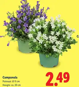 Lidl Campanula aanbieding