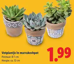 Lidl Vetplantje in marrakeshpot aanbieding