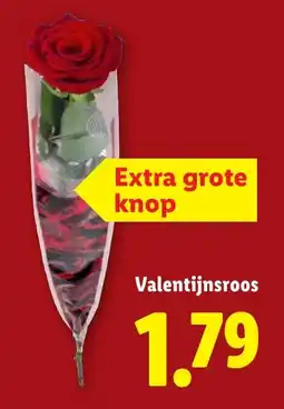 Lidl Valentijnsroos aanbieding