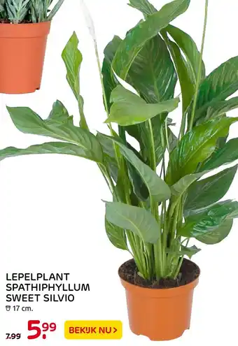 Praxis Lepelplant Spathiphyllum Sweet Silvio 17cm aanbieding