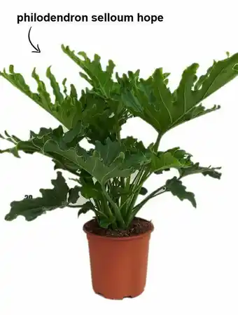 Deka Tuin philodendron selloum hope potmaat 19 cm aanbieding