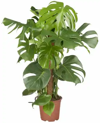 Deka Tuin monstera tauerii mosstok p19 cm aanbieding