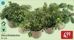 ALDI Dwerg Rhododendron aanbieding