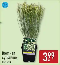 ALDI Brem en Cytisusmix aanbieding