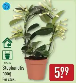 ALDI Stephanotis aanbieding