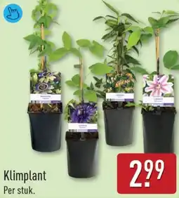 ALDI Klimplant aanbieding