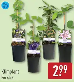ALDI Klimplant aanbieding