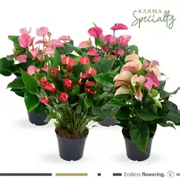 Praxis Karma Specialty Mix Planten aanbieding