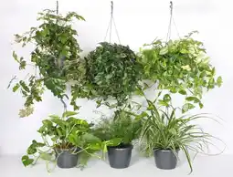 Praxis Hangplanten - Pot Diam. 18cm - Hoogte aanbieding