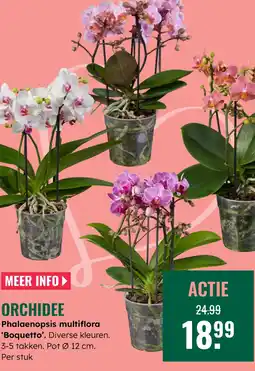 GroenRijk Orchidee aanbieding
