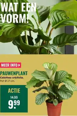 GroenRijk Pauwenplant aanbieding