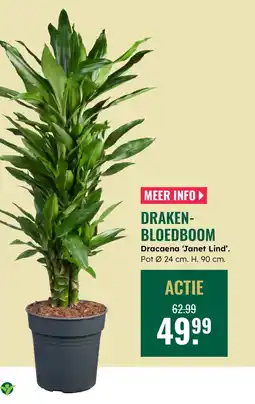 GroenRijk Draken bloedboom aanbieding